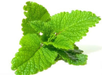 Lemon Balm