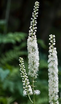 Black Cohosh