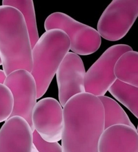 Lactobacillus Acidophilus