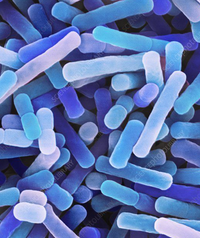 Bifidobacterium