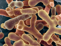 Lactobacillus Rhamnosus